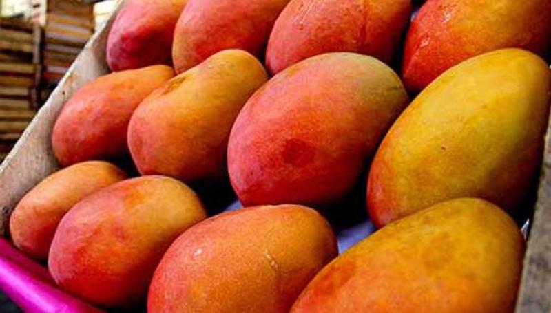 Mangos frescos lideran exportaciones peruanas vía aérea en el primer bimestre del año