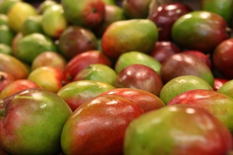 Mangos frescos son el principal producto de exportación vía aérea por parte de Perú en el primer trimestre de 2023