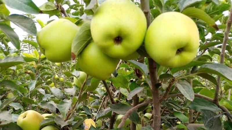 Santa Roca Manzana Santa Rosa: producir calidad no basta si el precio no cubre el ...