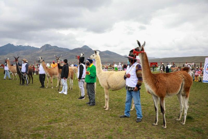 Marcapomacocha busca ser sede del Festival Nacional de la Llama en 2022