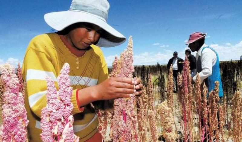 Más de 125.000 familias agrarias en Perú se dedican al cultivo de granos andinos