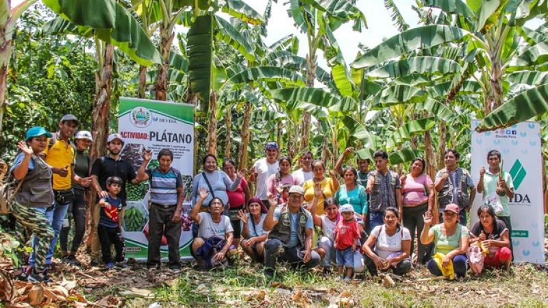 Más de 200 familias de Llochegua fortalecieron sus capacidades en cultivo de plátano