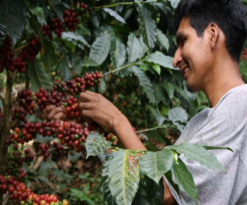 Más de 25 mil familias excocaleras se benefician con el cultivo de café