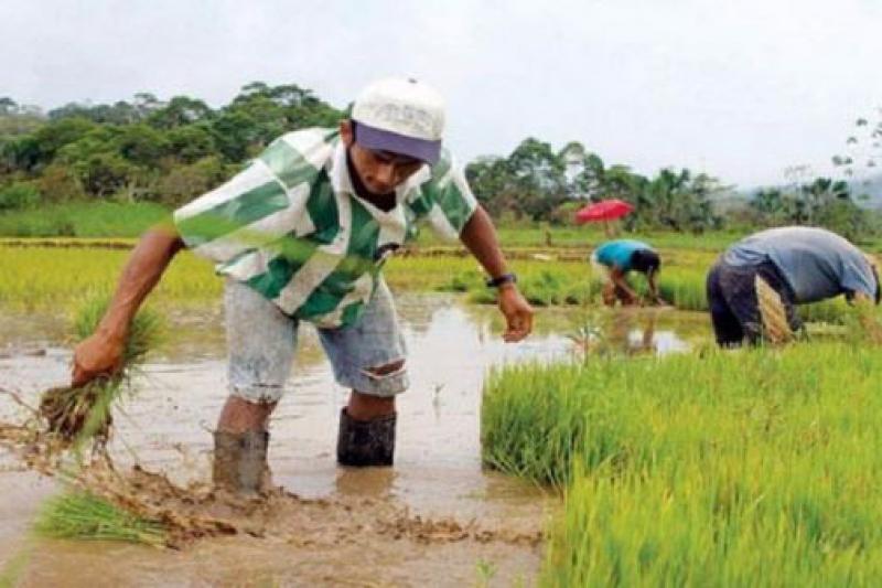 Más de 30 mil hectáreas de arroz serán instaladas en el Valle Chancay