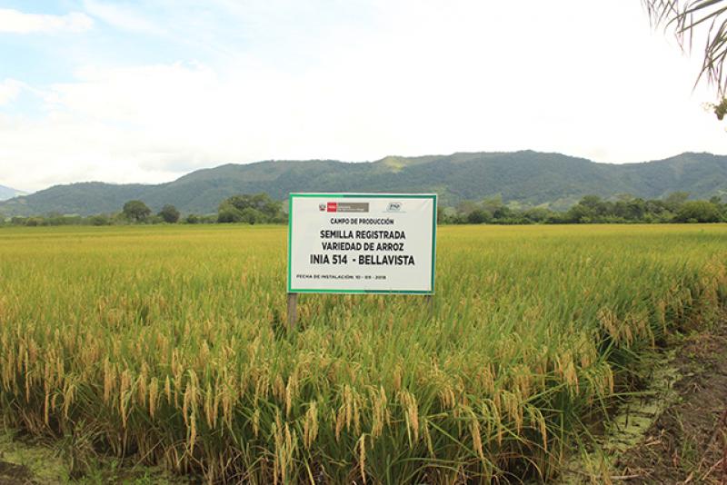 Más de 30 toneladas de semilla de arroz INIA 514-Bellavista estarán a disposición de productores de la selva en la segunda quincena de mazo