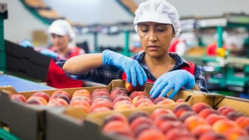 Más de 40 brotes de mosca de la fruta han sido detectados en Chile