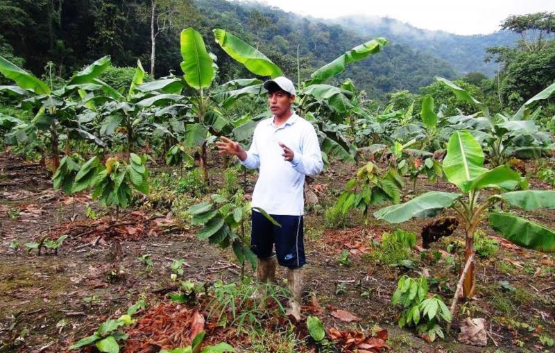 Más de 450 familias se beneficiarán con proyecto para impulsar mejora de los productos frutícolas en San Gabán