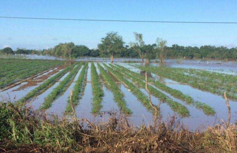 Más de 48 mil hectáreas afectadas y destruidas en el país durante temporada de lluvias