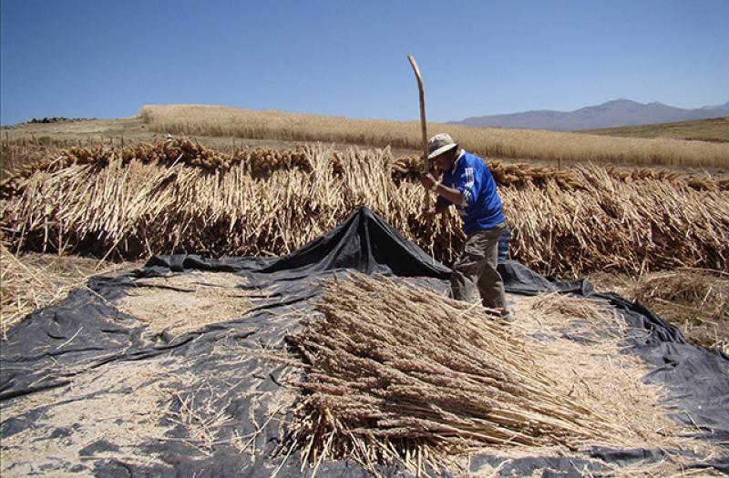Más de 50 mil agricultores incrementan un 30% su producción de quinua con semillas de calidad genética