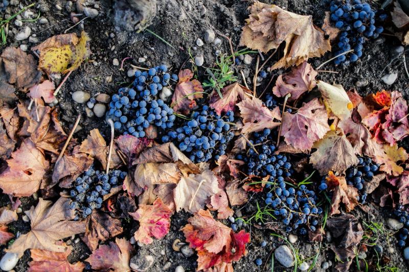 Más de la mitad de viñedos en el mundo están amenazados por el calentamiento global