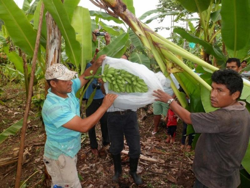 MÁS DE S/. 22 MILLONES PERDERÍA LA REGIÓN TUMBES EN CULTIVOS DE ARROZ Y PLÁTANO
