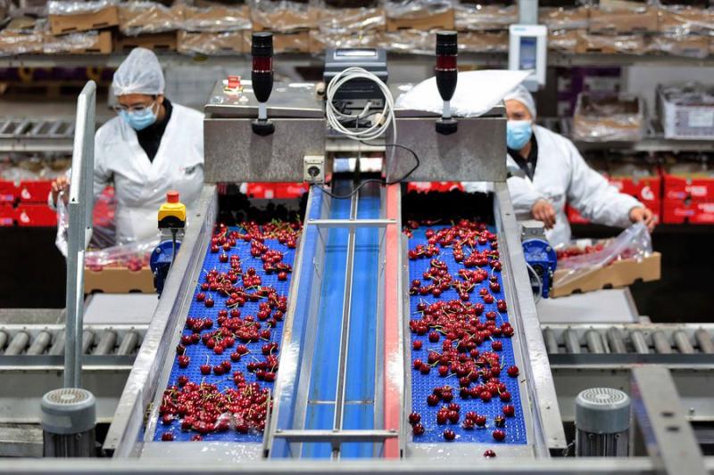 Más extranjeros cobran protagonismo en el agro chileno: Unifrutti fue vendida a fondo de Abu Dhabi
