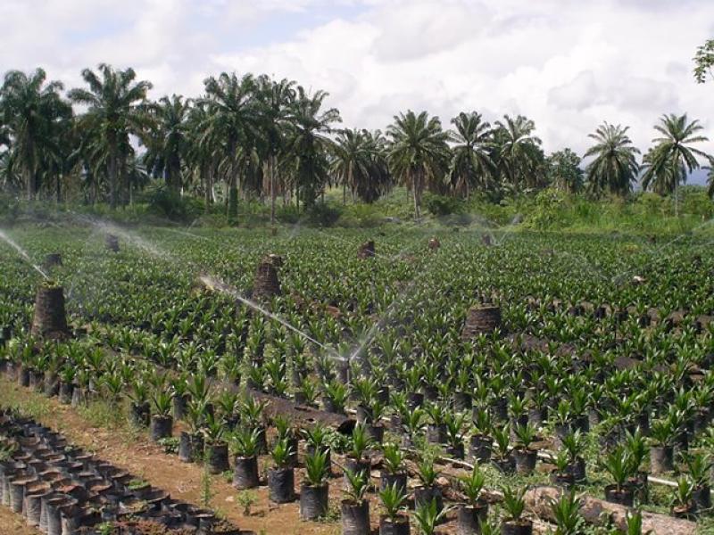 MÁS TIERRAS PARA AGROCOMBUSTIBLES, MENOS PARA ALIMENTOS