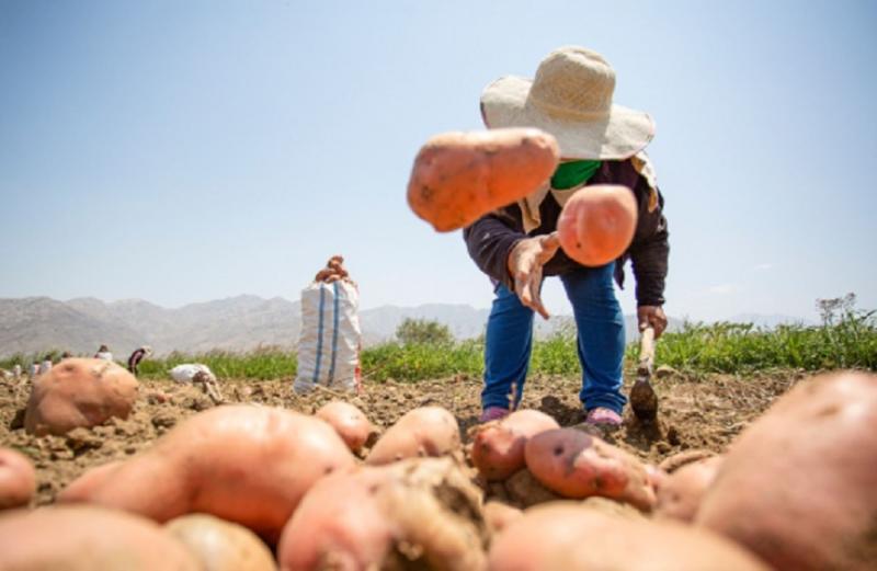 MEF otorga más de S/ 9.9 millones para capacitación de agricultores y la formación de organizaciones agrarias con fines comerciales