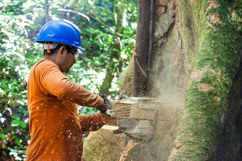 Mejor zonificación, incentivos económicos y seguridad jurídica son claves para el desarrollo de concesiones forestales