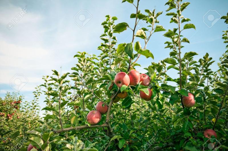 Mejoran producción de manzana en Huaral con guano de las islas