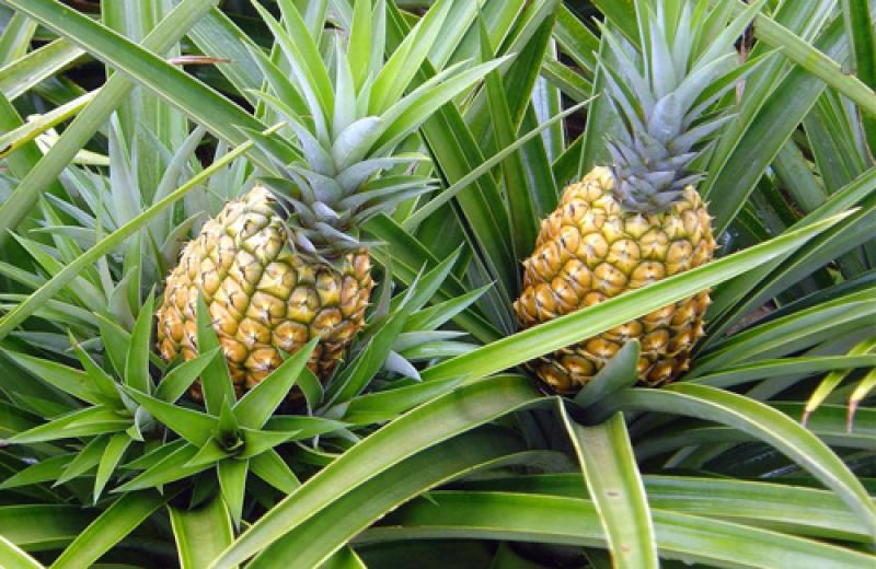 Mejorarán producción e industrialización de la piña en Echarati