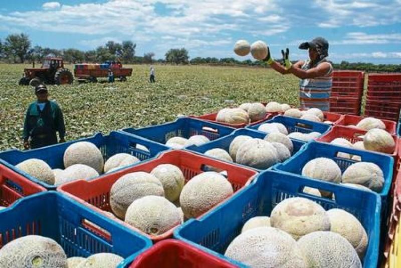 MELÓN DE HONDURAS A PUNTO DE ENTRAR AL MERCADO JAPONÉS