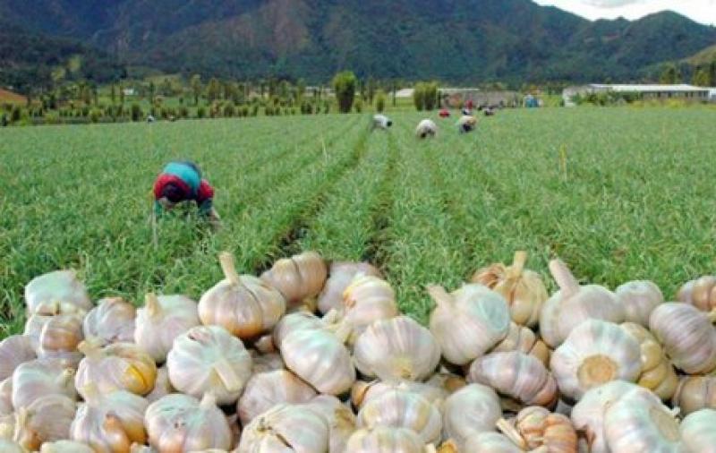 Mercado del ajo está prácticamente vacío