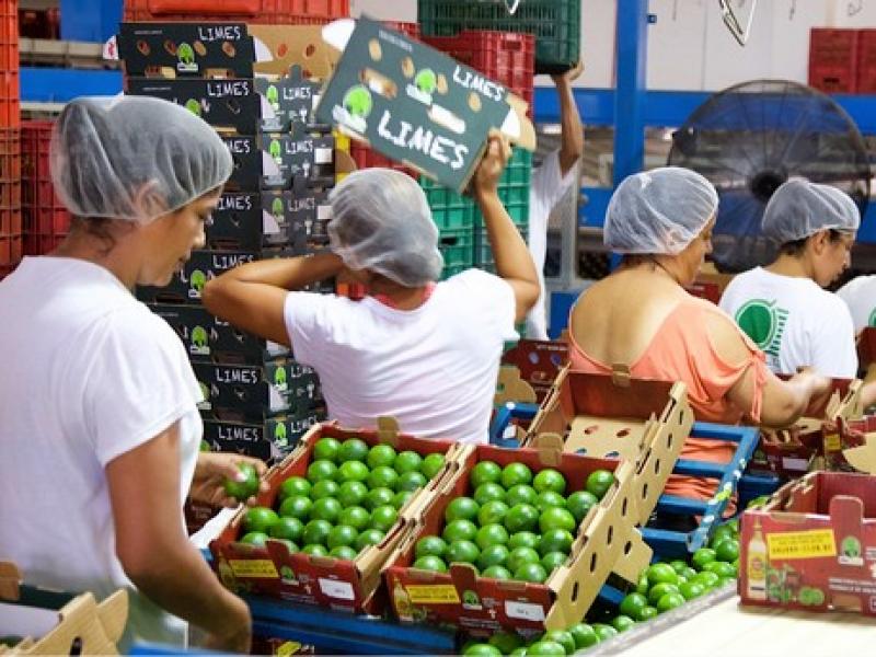 México es el principal productor y exportador de limones y limas
