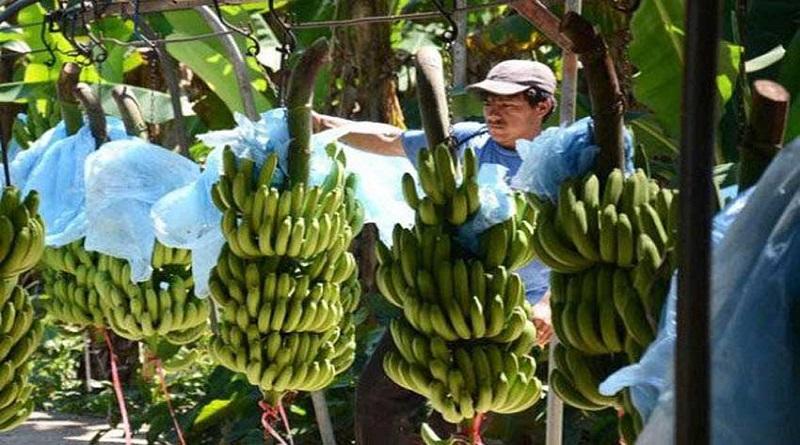 México está próximo a iniciar su exportación de banano a China