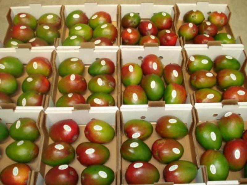 MEXICO EXPORTARÍA 5.3 MILLONES DE CAJAS DE MANGO