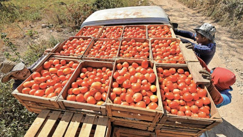 México lideró las exportaciones mundiales de tomate en 2023