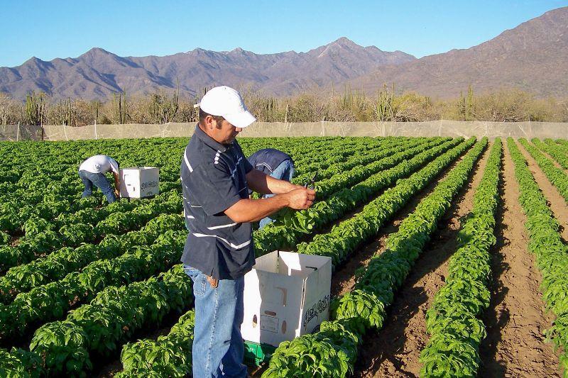 México ocupa el tercer lugar en producción mundial de alimentos orgánicos