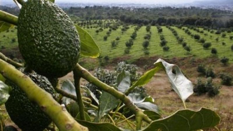 México: siembras furtivas de aguacates provocaron deforestación de miles de hectáreas