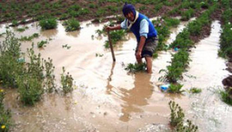 Midagri activa Seguro Agrícola Catastrófico para la atención de productores agropecuarios de la región Puno