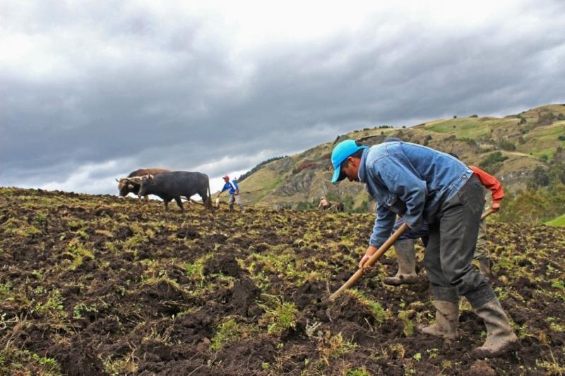 Midagri afirma que urea llegará a tiempo para campaña agrícola a iniciarse a fines de mayo