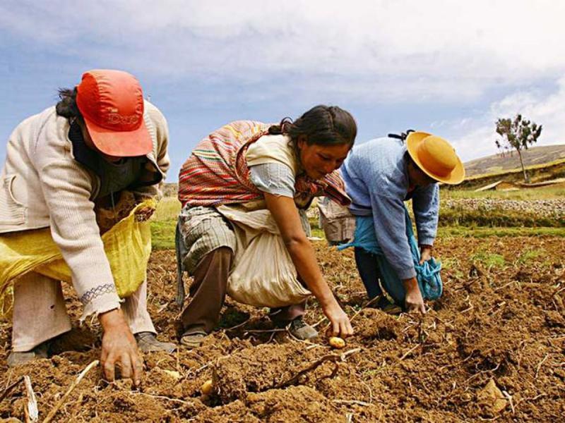 Midagri: Con solo Declaración Jurada, productores de Agricultura Familiar accederán a evaluación de créditos del FAE-Agro