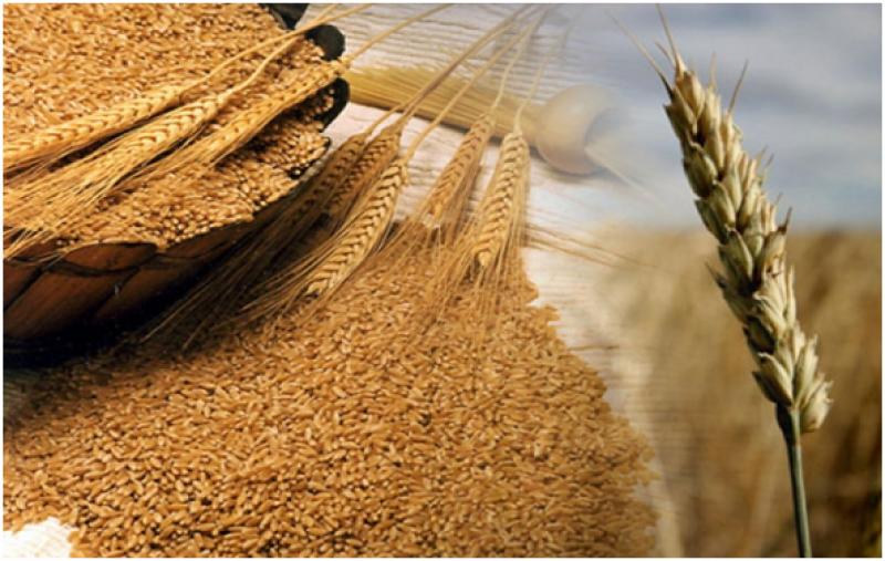 Midagri: Disponibilidad de trigo está asegurada para producir harinas, panes y fideos
