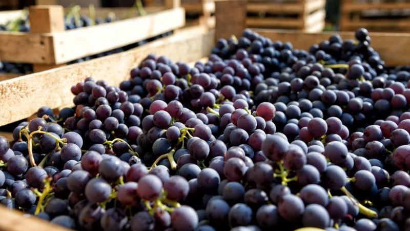 Midagri: exportaciones de uva de mesa superarán los US$ 1.900 millones