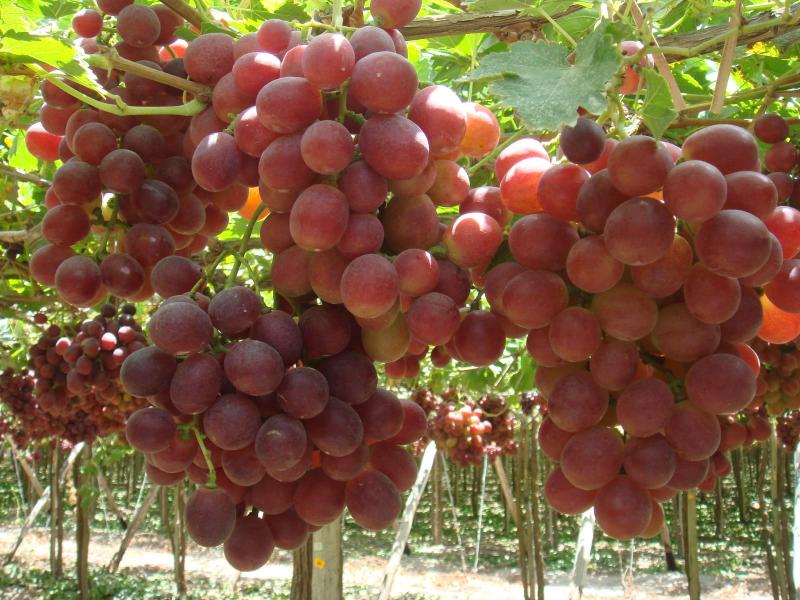 Midagri: Ica participó con el 47% de la producción de uva de Perú en 2022