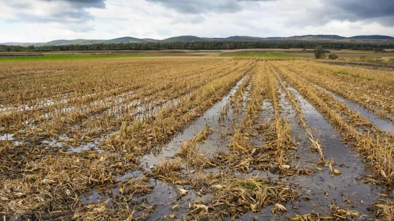 Midagri indemniza a agricultores afectados por eventos climáticos con más de S/.49 millones