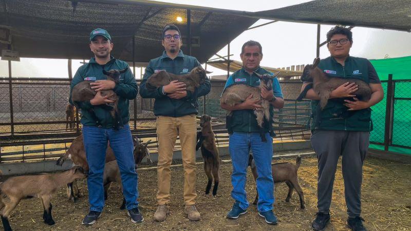 Midagri logra nacimiento de primeras cabras puras de raza alpino francés con alta calidad genética en Huaral