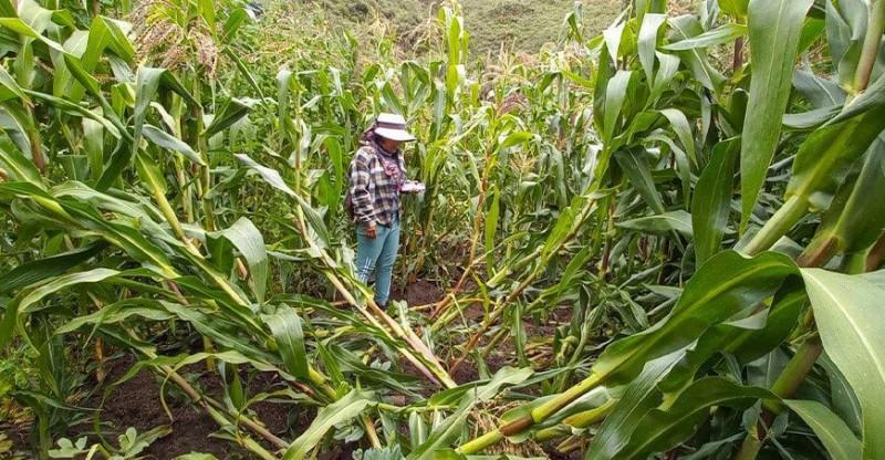 Midagri mantiene activo el Seguro Agrícola ante eventos climáticos a nivel nacional