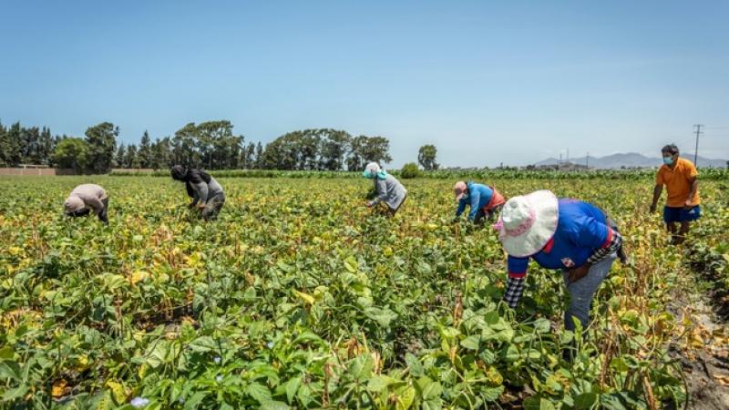 Midagri: Ningún productor agrario quedará excluido del FertiAbono