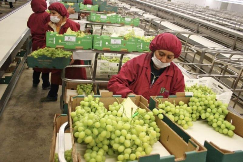 Midagri: Nueva Ley de Promoción Agraria contendrá mejoras en el aspecto laboral