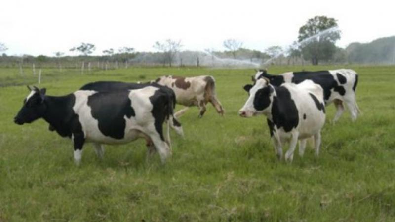Midagri resalta que apoya a los ganaderos lecheros a través de créditos con el Fondo Agroperú