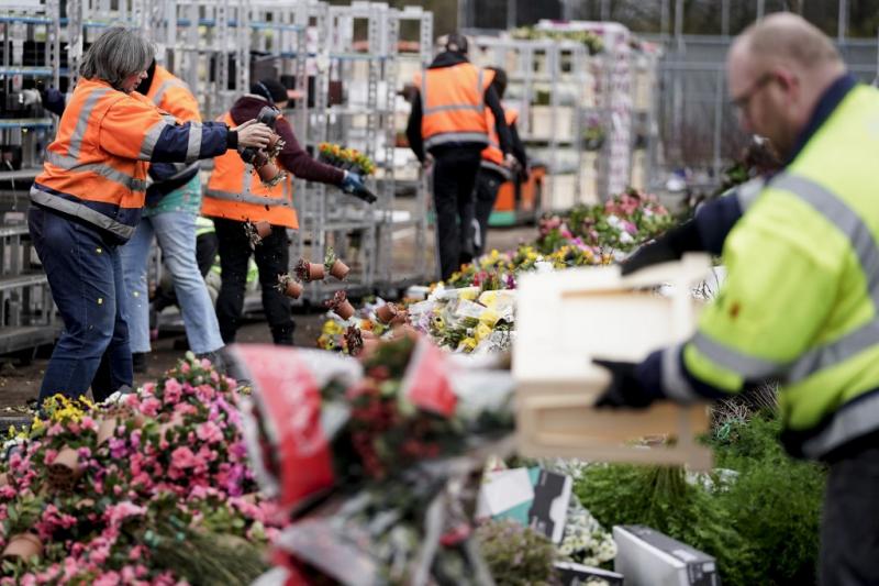 Millones de flores son destruidas cada día en Holanda debido al coronavirus
