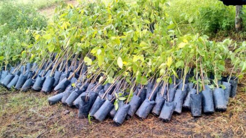 Minagri: 375 hectáreas fueron reforestadas en la selva