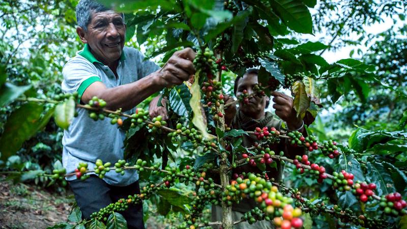 Minagri ejecuta 389 proyectos de innovación agropecuaria