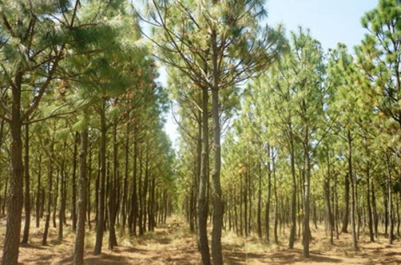Minagri evalúa dar incentivos tributarios para sector forestal