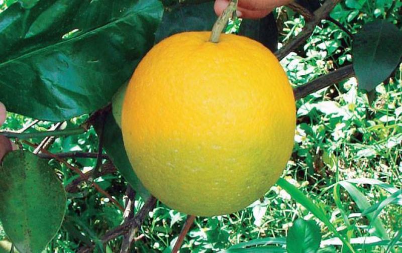 Minagri evaluará crear un programa nacional para evitar daños a cultivos de cítricos ante posible ingreso de HLB a nuestro país