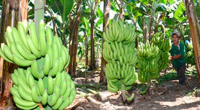 Minagri, FAO, IICA y CAN se reunirán hoy por plaga que pone en peligro plátanos de la región