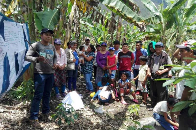 Minagri impulsa proyecto de cultivo de plátano en beneficio de 474 familias en Tocache