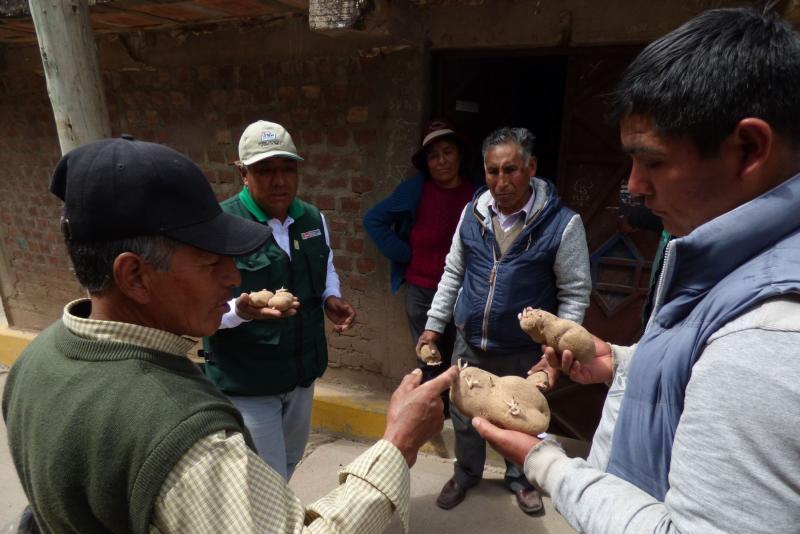 Minagri impulsa uso de semilla certificada de papa en Huancavelica