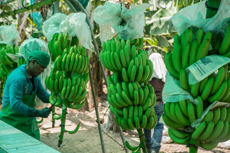 Minagri incorpora variedades de banano orgánico de alta calidad genética con resistencia a Fusarium 4 tropical